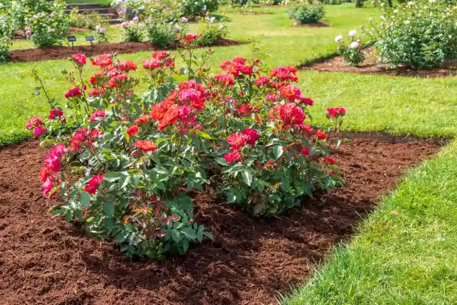How Mulching Enhances Your Landscapes Health And Growth in Canton GA How Mulching Enhances Your Landscapes Health And Growth in Canton GA